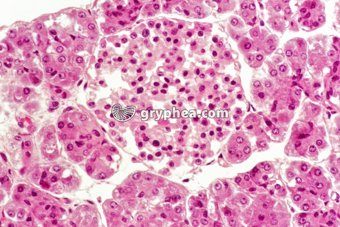 Pancréas normal x100 - gryphea.org